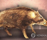 울산 동구 도로서 오토바이와 멧돼지 충돌…운전자 부상