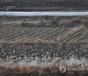 파주시, DMZ 겨울 철새 탐조·먹이 주기 행사