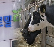 [르포] 푸르밀 재운영 결정했지만…낙농업계 "항상 불안" 해결해야 할 과제도