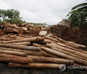 IVORY COAST CHARCOAL MAKING