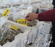 [위클리 건강] 노로바이러스 식중독 증가세…"해산물 익혀드세요"