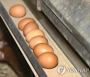 포천서 양계장 화재로 닭 5천마리 폐사