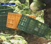 금추였는데…배추값만 내리고 김치 속재료 가격 ‘껑충’