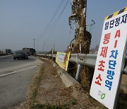 충북 충주 육용오리 농장서 고병원성 AI 확진…올해 12번째