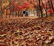 비단길도 안 부러운 낙엽길