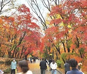 [포토뉴스]눈길 가는 곳마다 감탄이 절로…경주보문관광단지 울긋불긋 오색단풍으로 물들다