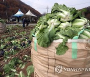 aT "배추 20포기 김장비용 22만원…작년보다 9.1%↓"