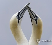 APTOPIX COP27 Climate Bonaventure Gannets