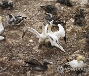 COP27 Climate Bonaventure Gannets Colony Life