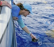 Turtle Release