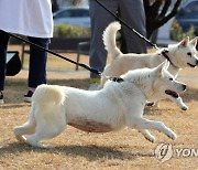 풍산개 '곰이'·'송강', 광주 동물원서 새끼 '별'과 상봉하나