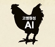 [속보] 강원 원주 산란계농장 AI 확진…용인·장흥서는 항원 검출