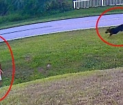 6살 꼬마 ‘사냥’하듯 달려든 이웃집 개, 반려견이 몸 날려 구했다