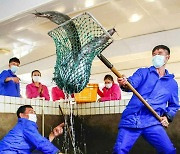 북한 메기 공장 노동자들의 '흐뭇한 수확'
