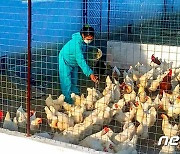 축산물 생산 성과 확대하는 북한 곽산닭종금장