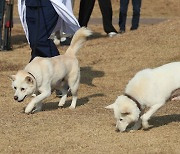 南 ‘풍산개 논란’ 시끄러운데… 北 ‘풍산개 문화’ 무형문화재 등록