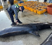 강릉 해상서 그물에 걸려 죽은 ‘흑범고래’ 2마리 발견···연구용으로 기증 예정