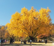 [포토친구] 경복궁 은행나무