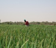세네갈 농민 소득 38% 늘린 '한국 쌀' …식량안보의 기술
