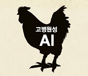 경기 화성 육용종계 농장 고병원성 AI 확진