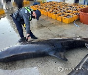 주문진 앞바다서 혼획된 흑범고래