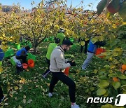 대봉감 수확 돕는 농협 임직원들