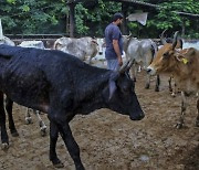 인도 소 15만마리 떼죽음 … 국내서도 떠는 럼피스킨병