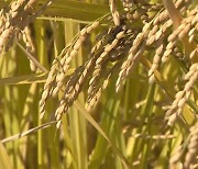 [오후초대석] 정부, 남는 쌀 의무 매입? …"농업도 망치고 나라도 망친다"