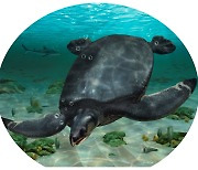 8300만 년 전 바다거북 화석 발견…“등딱지 길이만 약 3.8m” [핵잼 사이언스]