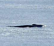 수과원 ‘동해서 살아있는 참고래 42년만에 발견’...35일 동안 고래류 1639마리 관찰