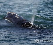 동해에서 42년 만에 살아있는 참고래 발견