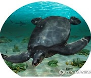 스페인에서 소형차 크기 바다거북 화석 발굴