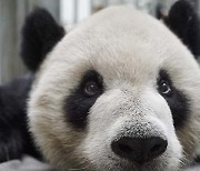 중국이 기증한 ‘양안 화해 상징’ 판다, 타이완동물원서 사망