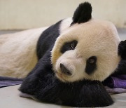 중국·대만 ‘화해 상징’ 판다, 대만 동물원서 투병하다 숨져