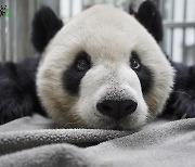 '양안 화해 상징' 판다, 대만동물원서 투병 끝 숨져