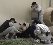 Taiwan Panda Death