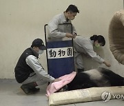 Taiwan Panda Death