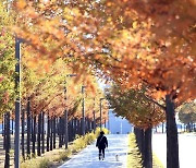 '詩心(시심) 깨우는 시흥시 배곧생명공원의 만추 정취' 