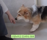 윤승아, 암투병 중인 반려견 항암치료 근황 "다행히 잘 버텨주고 있다"