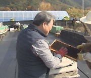 '또 사라진 꿀벌'.. 과수농가·양봉업자 비상