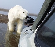 [알래스카를 가다] 2~3m 앞에 북극곰...등줄기에 식은 땀이