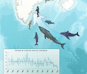 북극 아래 그린란드 바다 유빙 감소로 생태계 '체제변환' 급변점