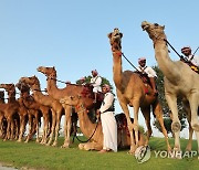 [월드컵] 문어 이어 '점쟁이 낙타'…"잉글랜드가 이란 꺾는다"