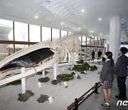 12.6m 대형고래 표본으로 재탄생
