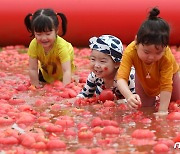내년 광주 퇴촌 토마토축제 6월 16~18일 개최