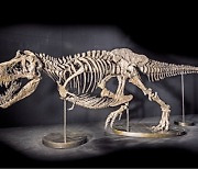 350억원 될 거라던 티라노 화석, "가짜 뼈 섞였다?"…돌연 경매 취소