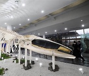 멸종위기 길이 12.6m 참고래, 제주민속자연사박물관에서 되살아났다