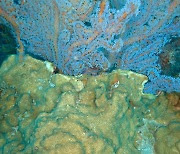 녹색연합 "제주바다서 열대 경산호 확산…고유 연산호 밀어내"