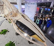 제주민속자연사박물관, 참고래 골격 표본 전시
