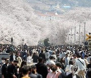 봄꽃 축제 대명사 진해군항제 어떻게…내년 4년 만에 개최